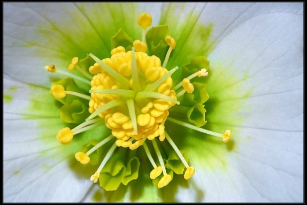 Elleboro bianco (Helleborus niger L.)